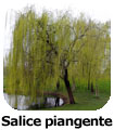 Salice piangente